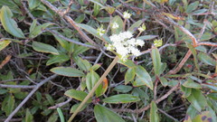Arracacia molseedii