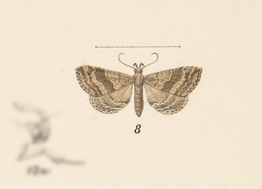 Tetanolita borgesalis