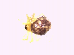 Ruborridion musivum