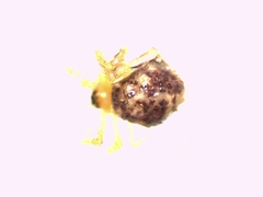 Ruborridion musivum
