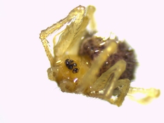 Ruborridion musivum