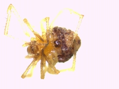 Ruborridion musivum