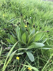 Plantago lanceolata