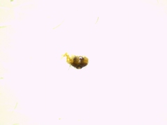 Ruborridion musivum