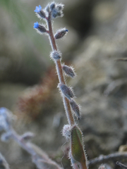 Myosotis refracta