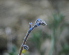 Myosotis refracta