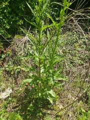 Erechtites hieraciifolius image