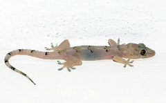 Hemidactylus mabouia