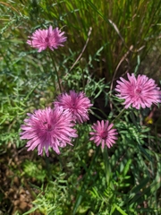 Crepis rubra