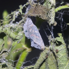 Vanessa atalanta atalanta