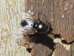 Pollenia leclercqiana