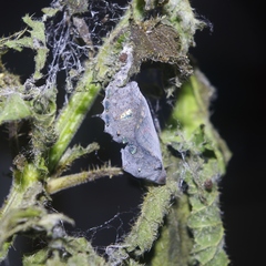 Vanessa atalanta atalanta