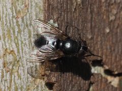 Pollenia leclercqiana