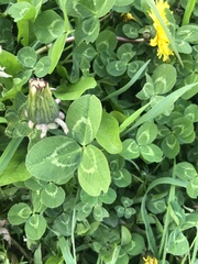 Trifolium repens