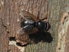 Pollenia leclercqiana