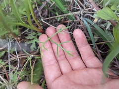 Lomatium marginatum marginatum