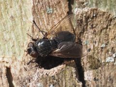 Pollenia leclercqiana