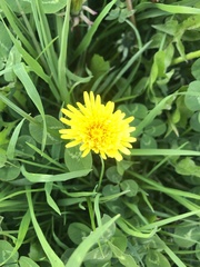 Taraxacum officinale