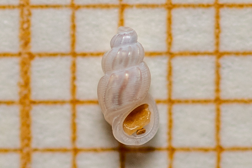 Manzonia crassa (Kanmacher, 1798)