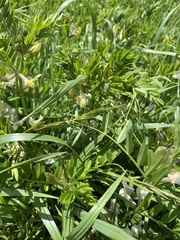 Vicia grandiflora