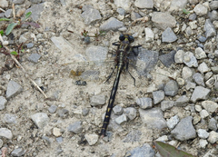 Phanogomphus spicatus