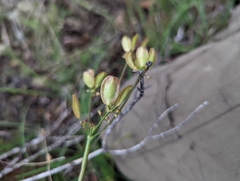 Lomatium marginatum marginatum