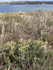 Astragalus speirocarpus