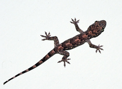 Hemidactylus mabouia
