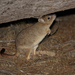 Bettongs - Photo (c) r_o_b27, some rights reserved (CC BY-NC), uploaded by r_o_b27
