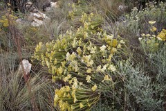 Helichrysum kraussii
