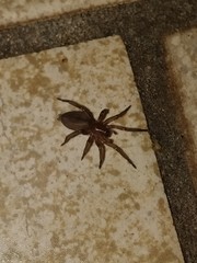 Araneae