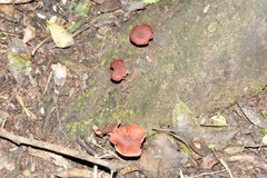Tubaria rufofulva