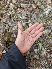 Lomatium marginatum marginatum