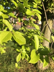 Carpinus betulus