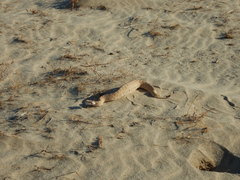 Crotalus cerastes laterorepens