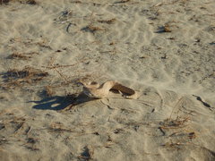 Crotalus cerastes laterorepens