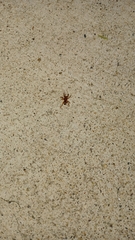 Asagena americana