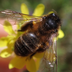 Andrena nigroaenea
