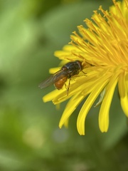Rhingia rostrata