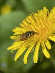 Rhingia rostrata