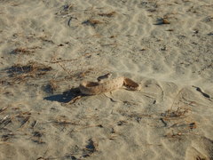 Crotalus cerastes laterorepens