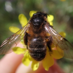Andrena nigroaenea