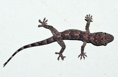 Hemidactylus mabouia