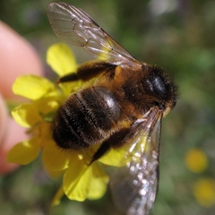 Andrena nigroaenea