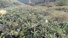 Arracacia molseedii
