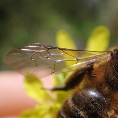 Andrena nigroaenea