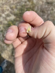 Astragalus speirocarpus