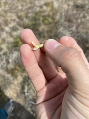 Astragalus speirocarpus