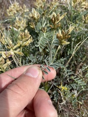 Astragalus speirocarpus