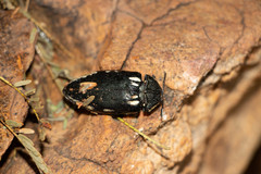Sternocera orissa orissa